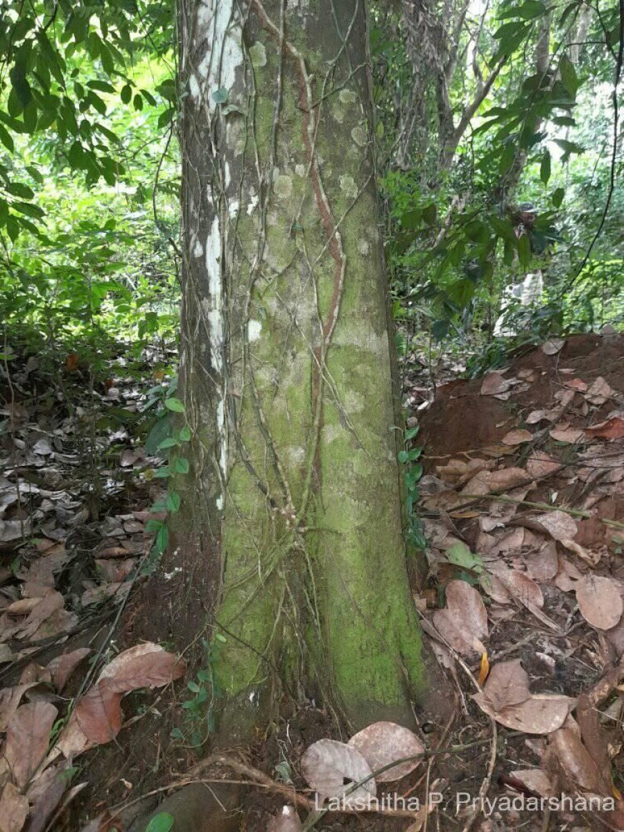 Diospyros koenigii Kosterm.